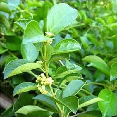 Green Tea Leaf Extract
